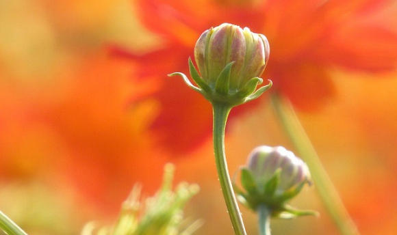 Psychology of Hopefulness