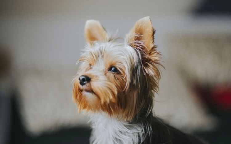 Dog for Your Family