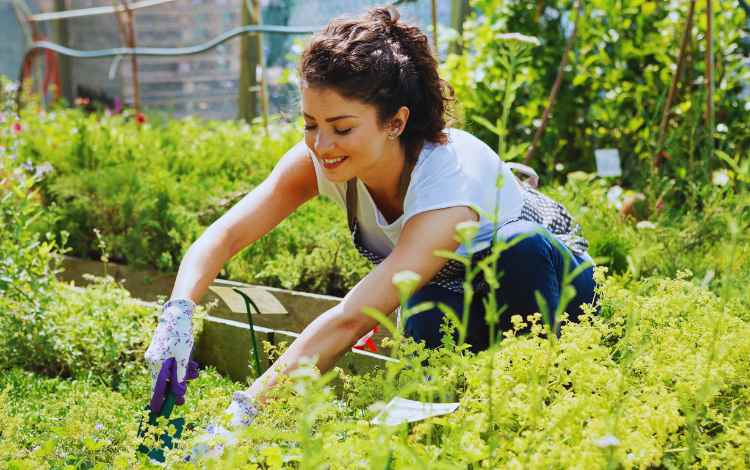 Start Gardening